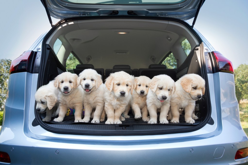 Opel auf den Hund gekommen