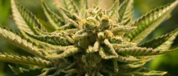 Cannabis hat seinen Weg in die Patientenversorgung gefunden.