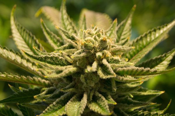 Cannabis hat seinen Weg in die Patientenversorgung gefunden.