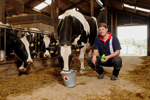 Mann knieend im Kuhstall