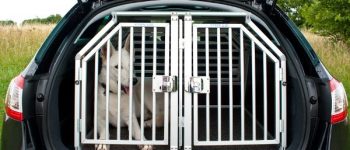 Hund im Transportsystem bei offenem Kofferraum