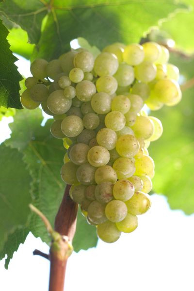 TRD Wirtschaft und Soziales