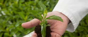 Zuckerkrautpflanze in einer Hand