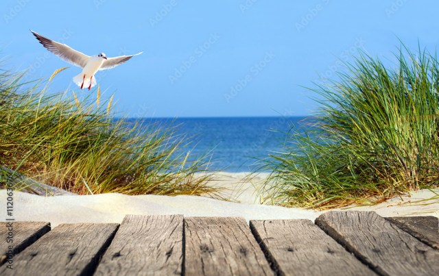 Ostseestrand mit Holzsteg, Dünen und Möwe
