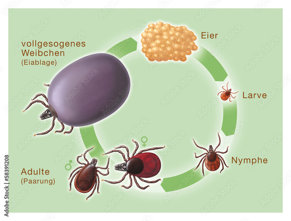 Entwicklungstadien einer Zecke