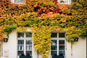 Wilder Wein an Hauswand