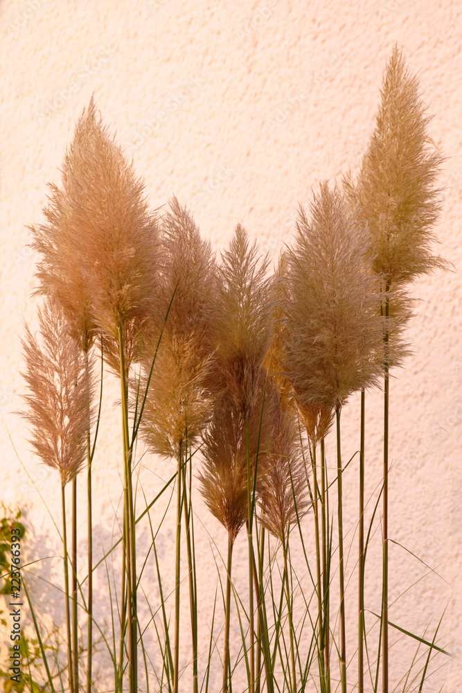 Pampasgras im Garten