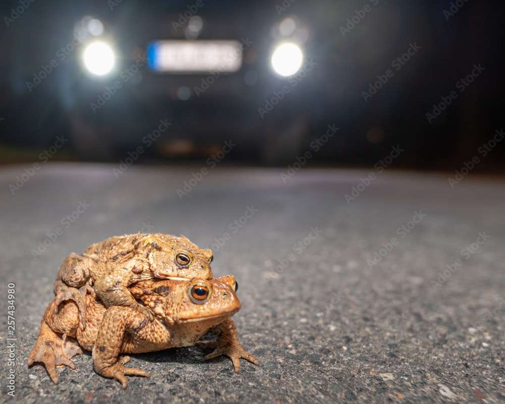 Ein Paar Erdkröten droht, auf der Straße von einem Auto überfahren zu werden