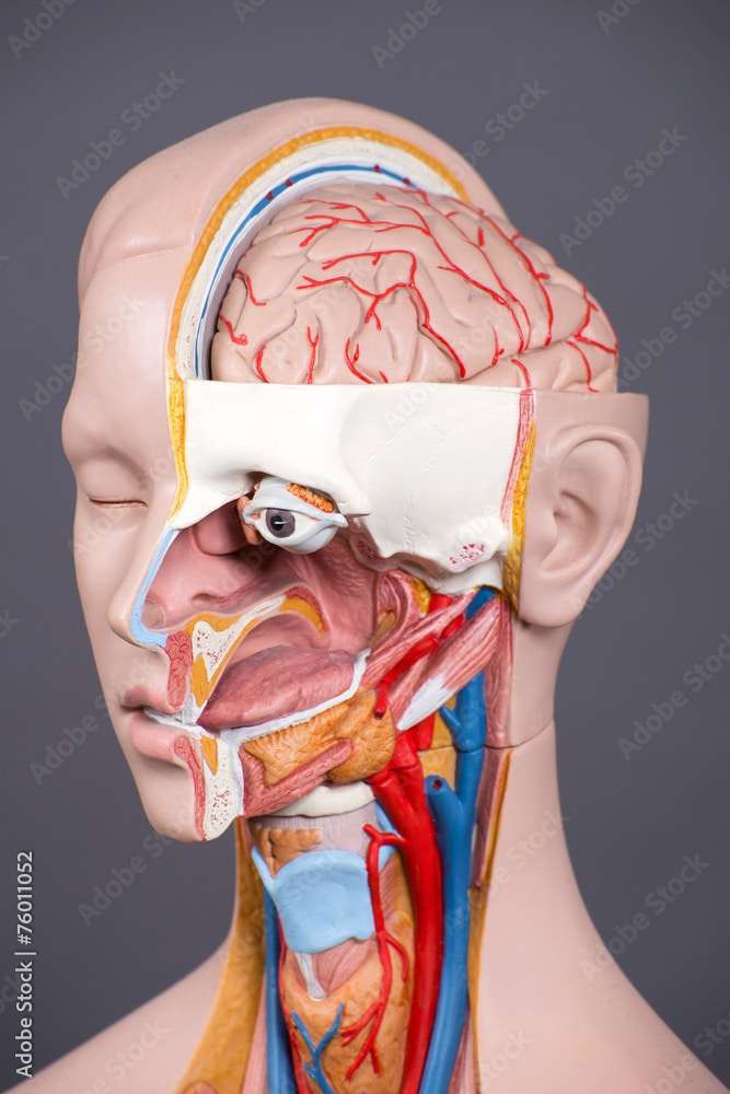 Anatomie Modell Mensch